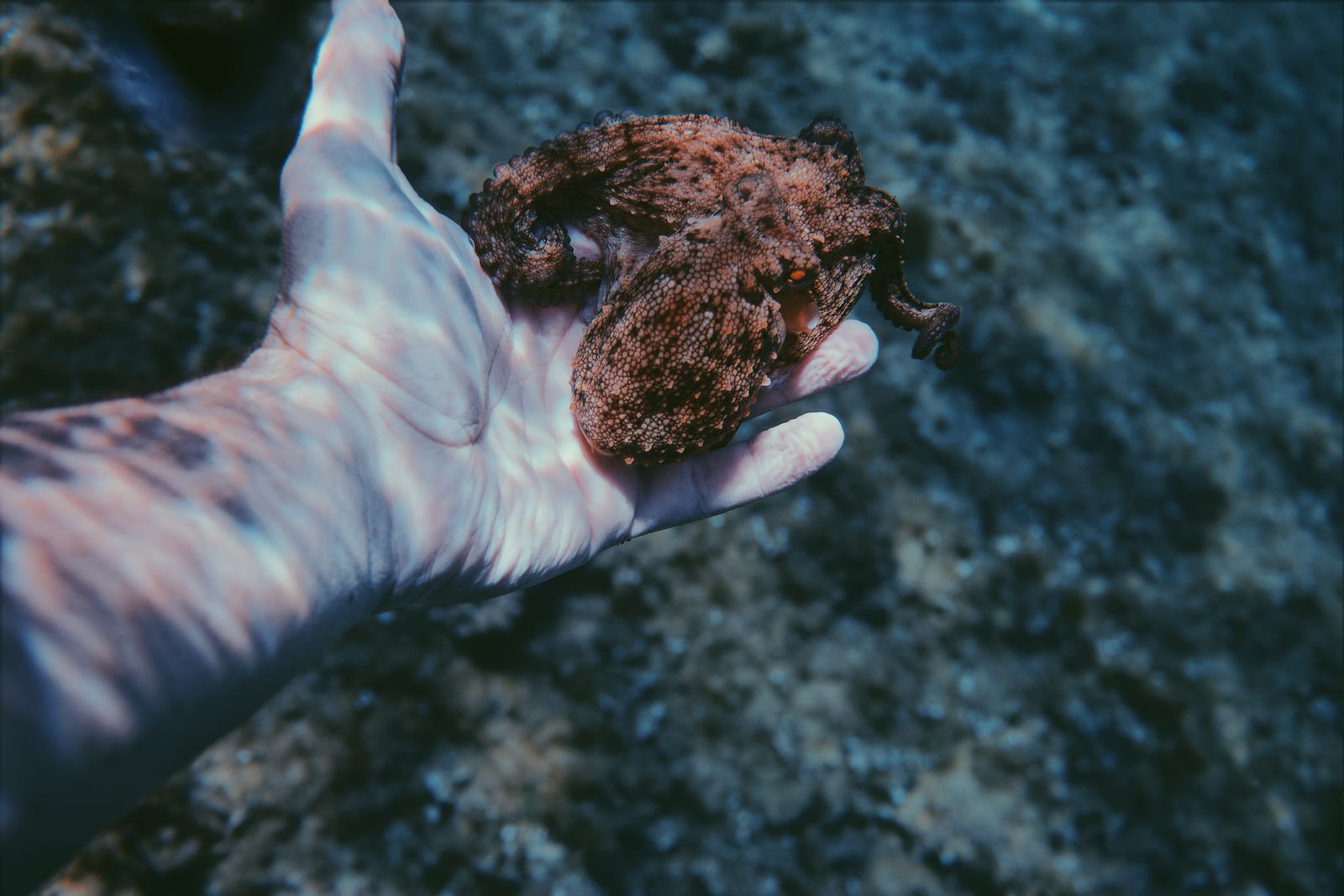 How does a soft-bodied ocean animal with no bones and no central command run its eight limbs semi-independently, keeping roughly two-thirds of its half-billion neurons out in the arms themselves?