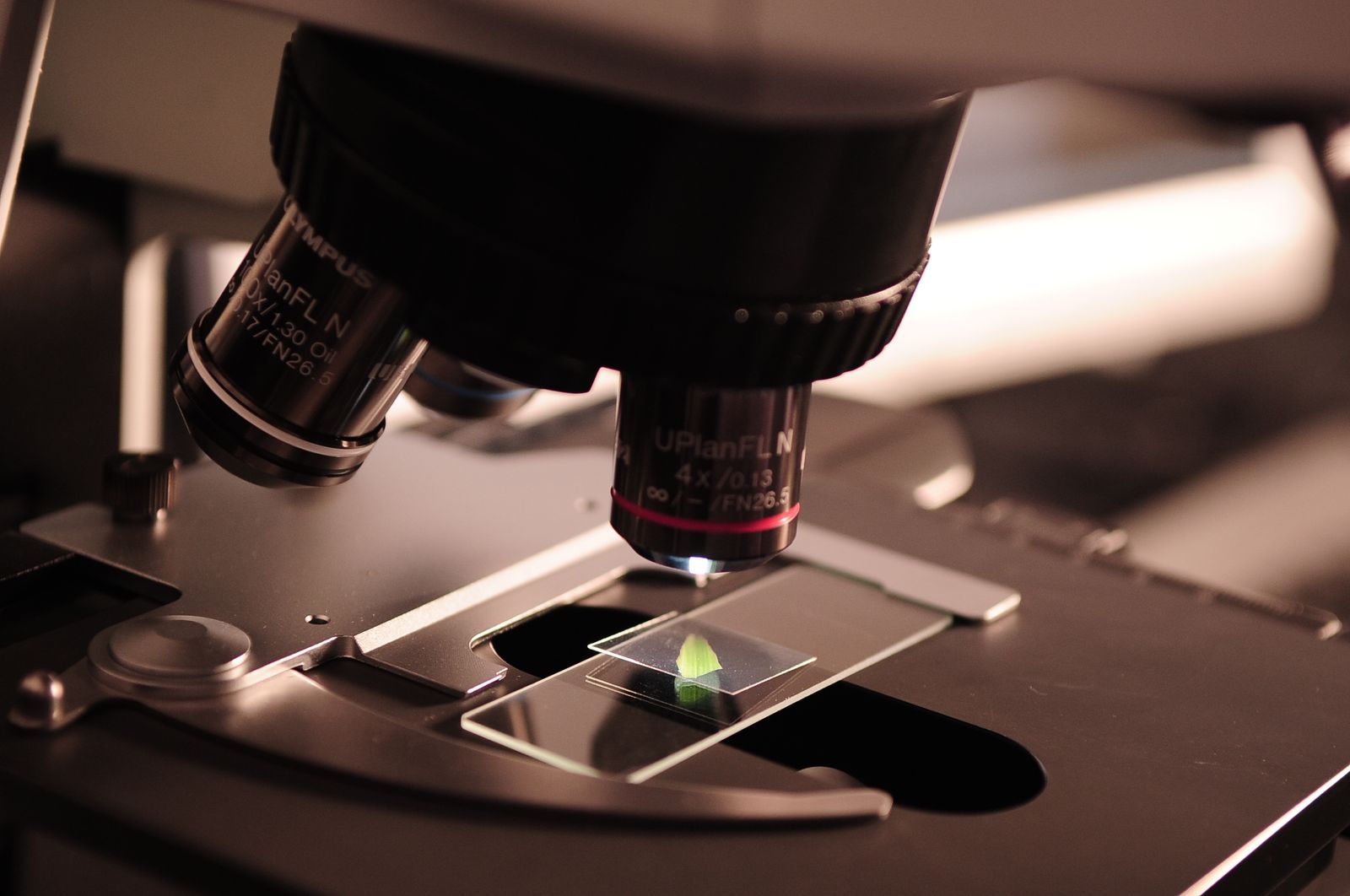 In 1665, Robert Hooke pressed a sliver of cork under one of the first compound microscopes in London and saw thousands of tiny empty chambers that reminded him of monks' rooms, which is why every living thing on Earth is now measured in units he called cells