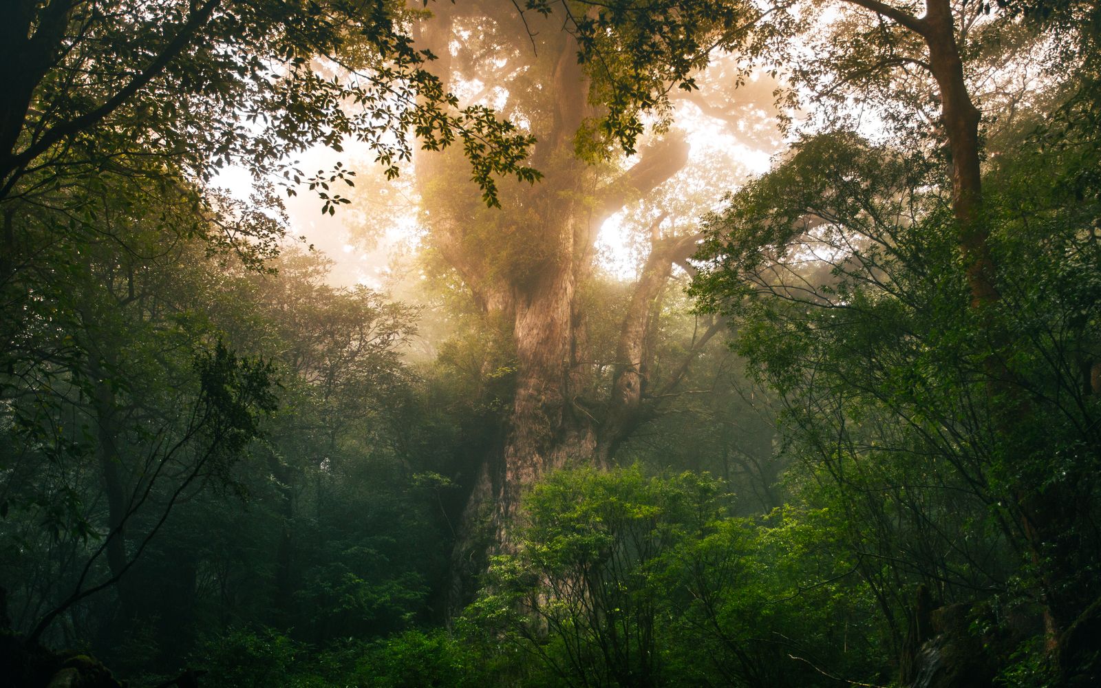 In 1994, a park ranger abseiling into a sandstone gorge west of Sydney found a stand of trees with waxy, fern-like foliage that turned out to be Wollemi pines, a genus known only from 90-million-year-old fossils and presumed extinct since the age of dinosaurs