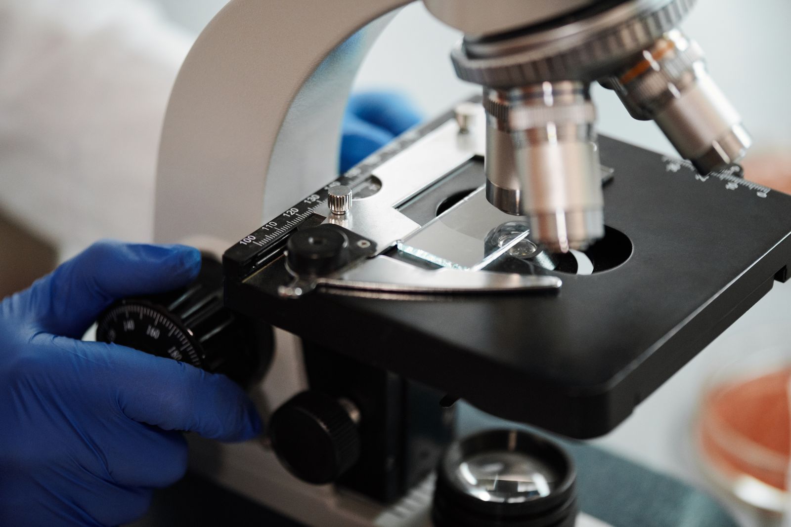 kidney tissue microscope slide