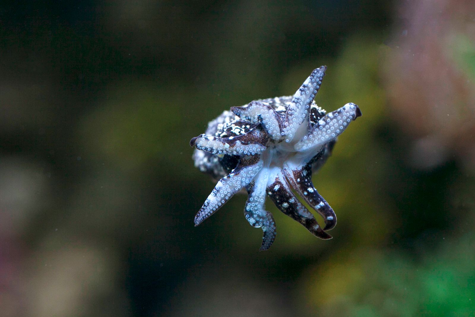 octopus arm suckers