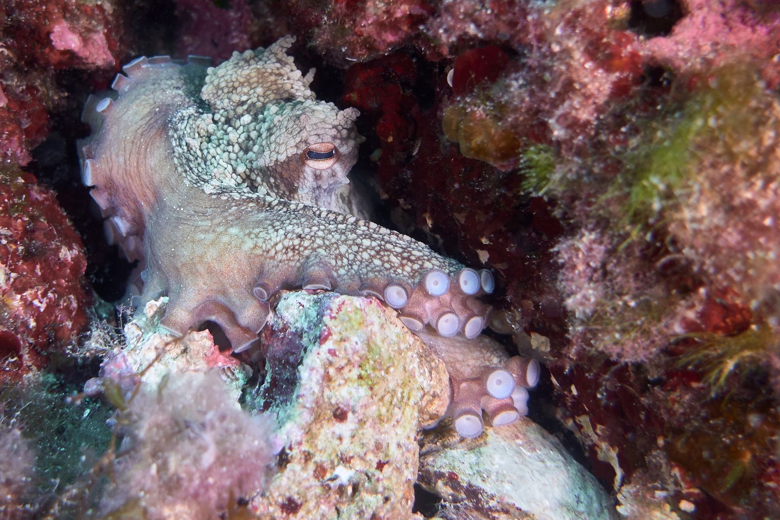 octopus swimming reef