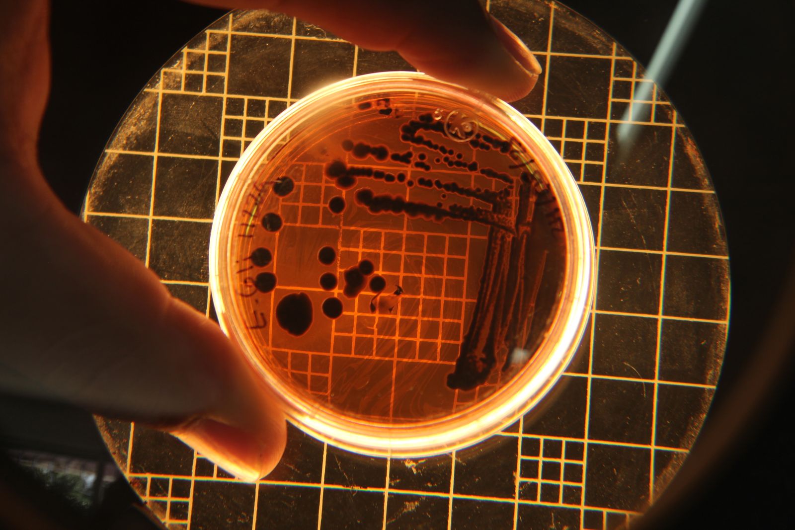 penicillin mould petri dish