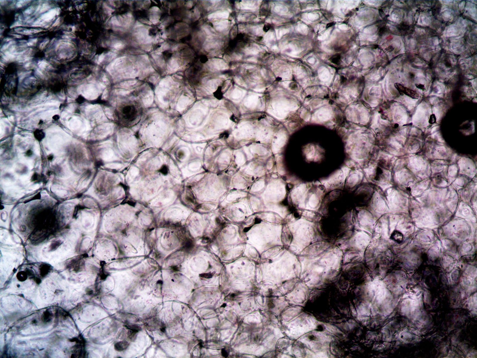Robert Hooke Micrographia cork