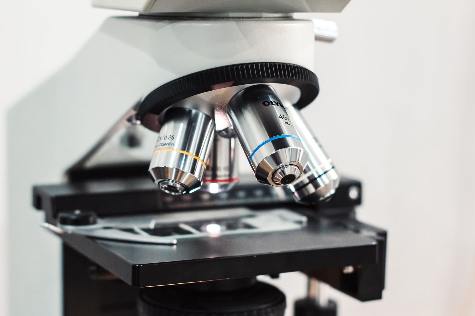 tardigrade microscope image