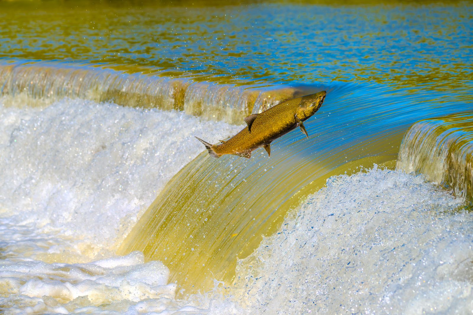 What happened when engineers removed a century-old hydroelectric dam from a New England river, and Atlantic salmon returned to spawning grounds they had not reached in roughly 200 years?
