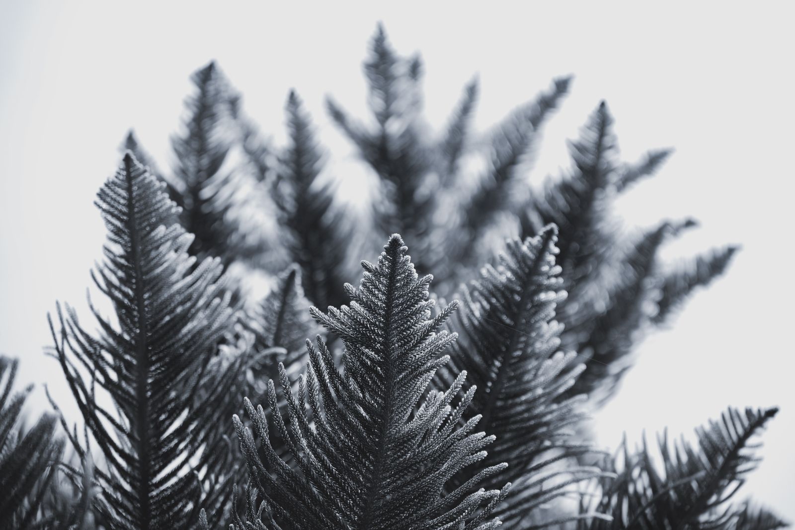 Wollemi pine foliage