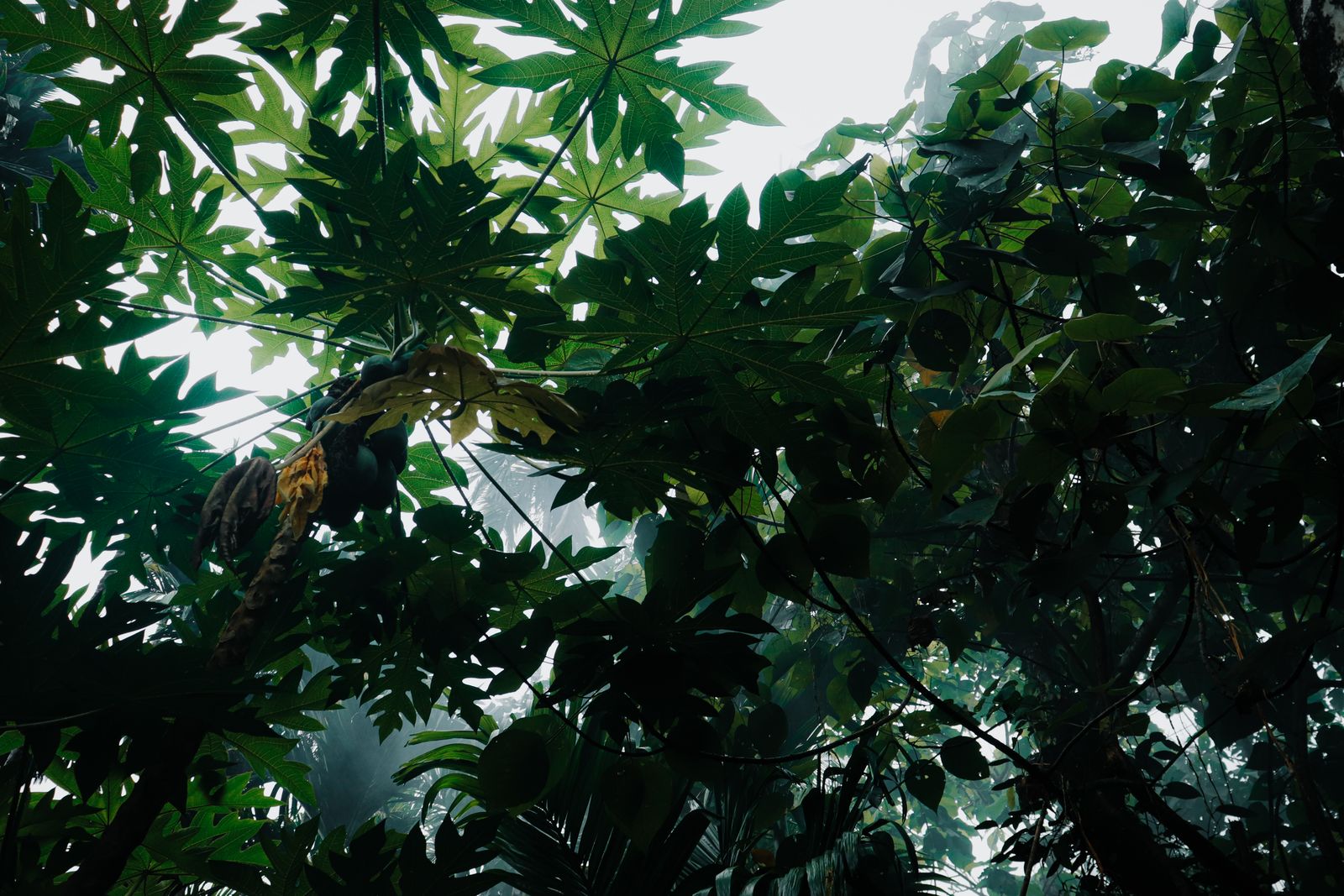 Yasuni rainforest canopy