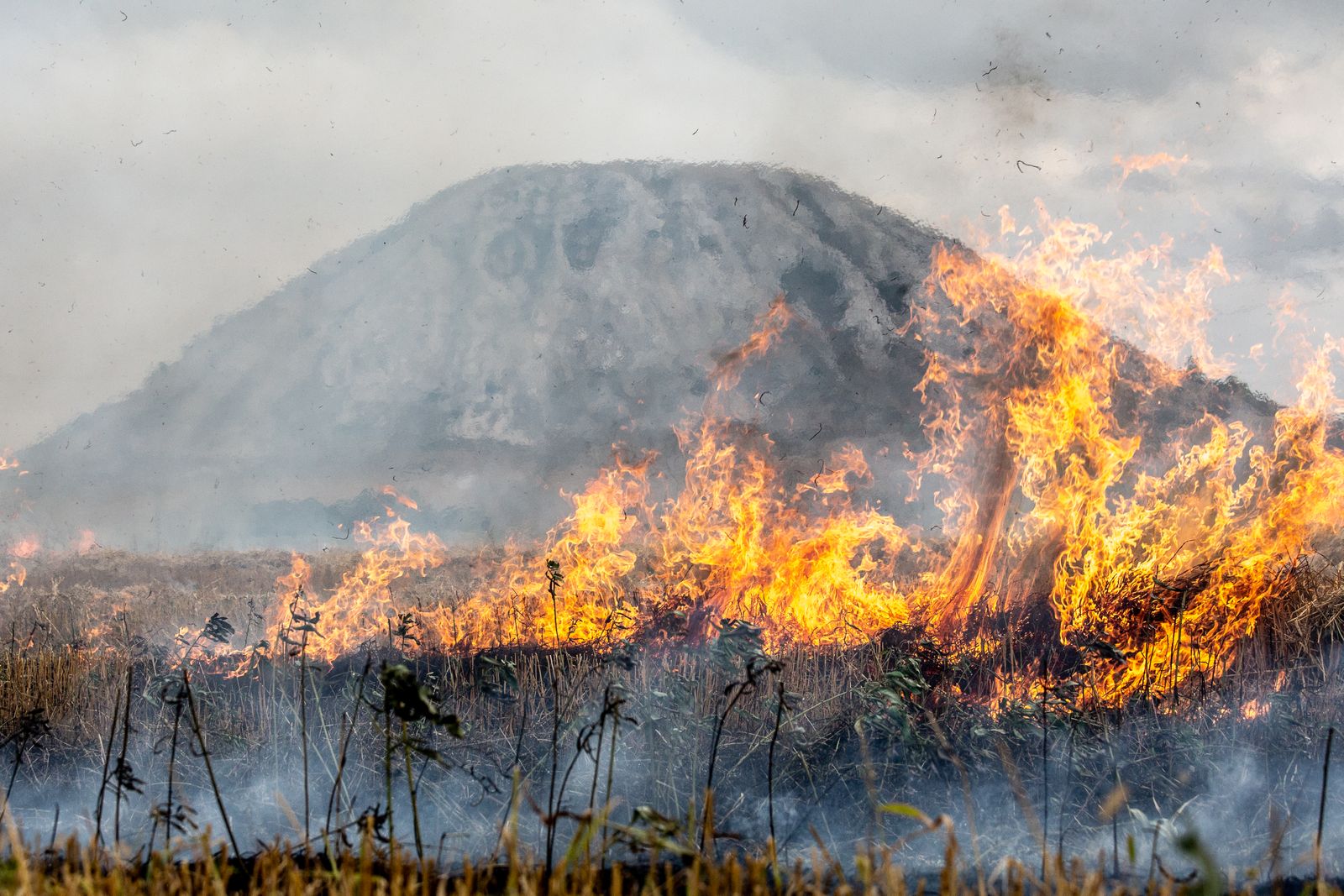 1988 Yellowstone wildfire