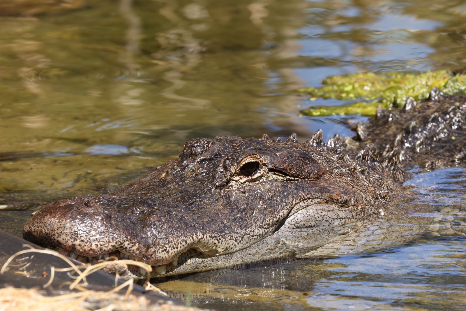 Alligators in Florida's Everglades dig depressions through muck and peat, often down to the limestone bed, during the dry season, and the water-filled holes they maintain concentrate fish, turtles and wading birds so densely that ecologists count them as critical dry-season refuges across the southern marsh