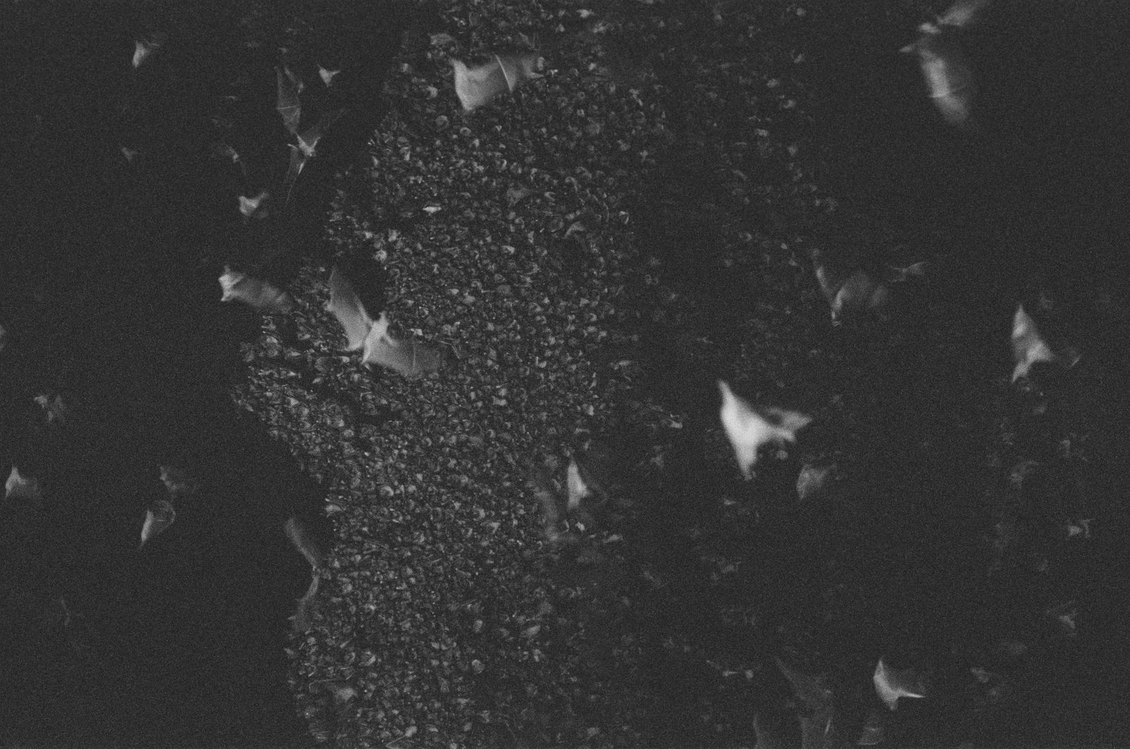 bats exiting Carlsbad Cavern