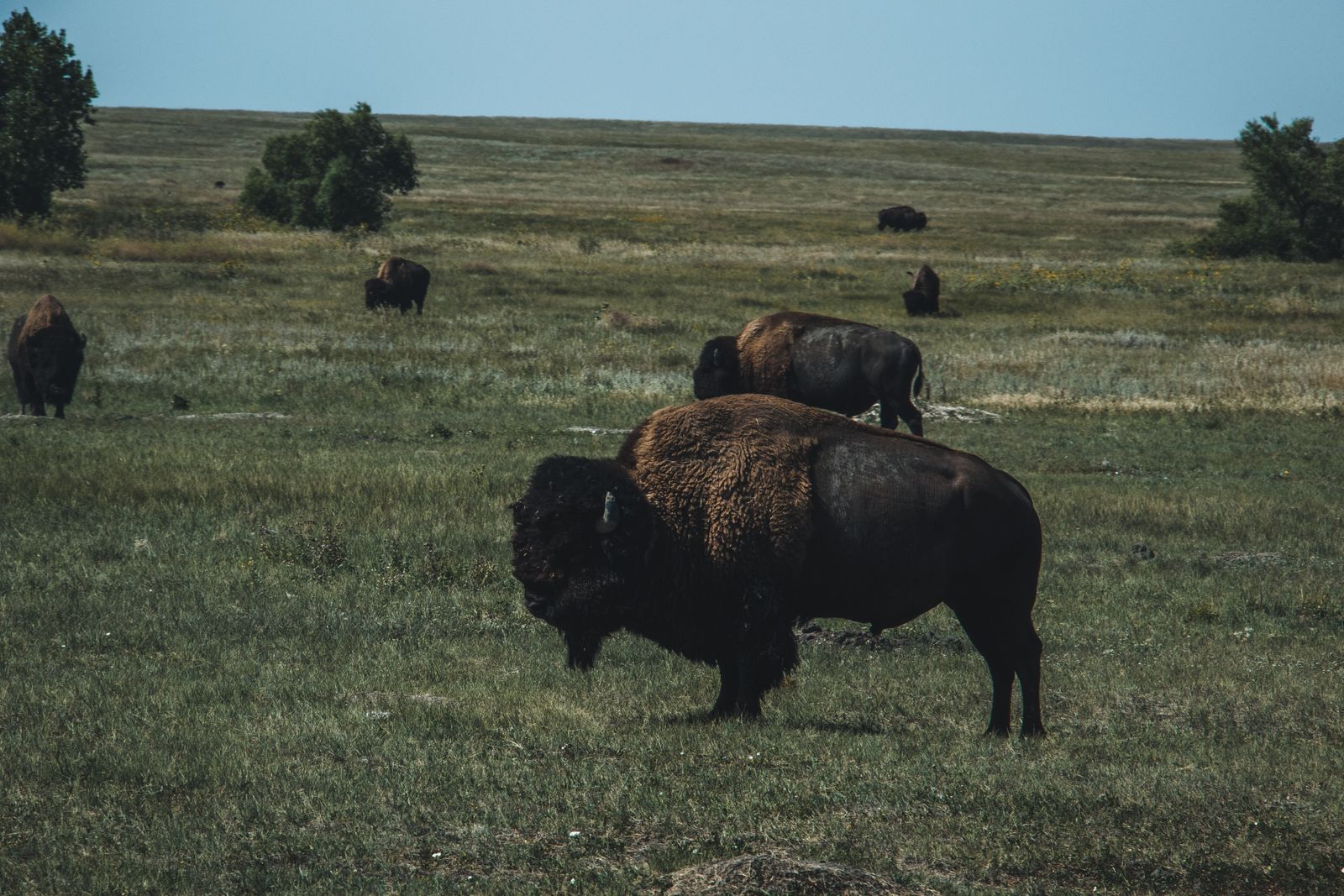 bison Rocky Mountain Arsenal
