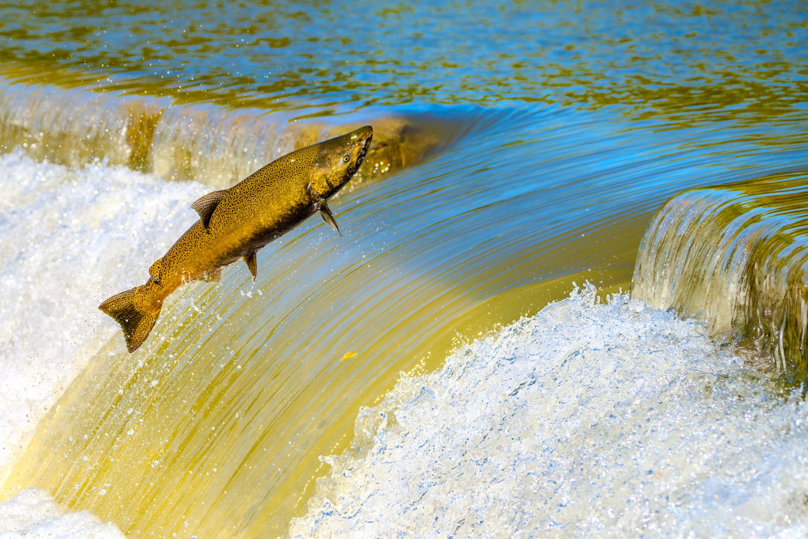 Chinook salmon spawning