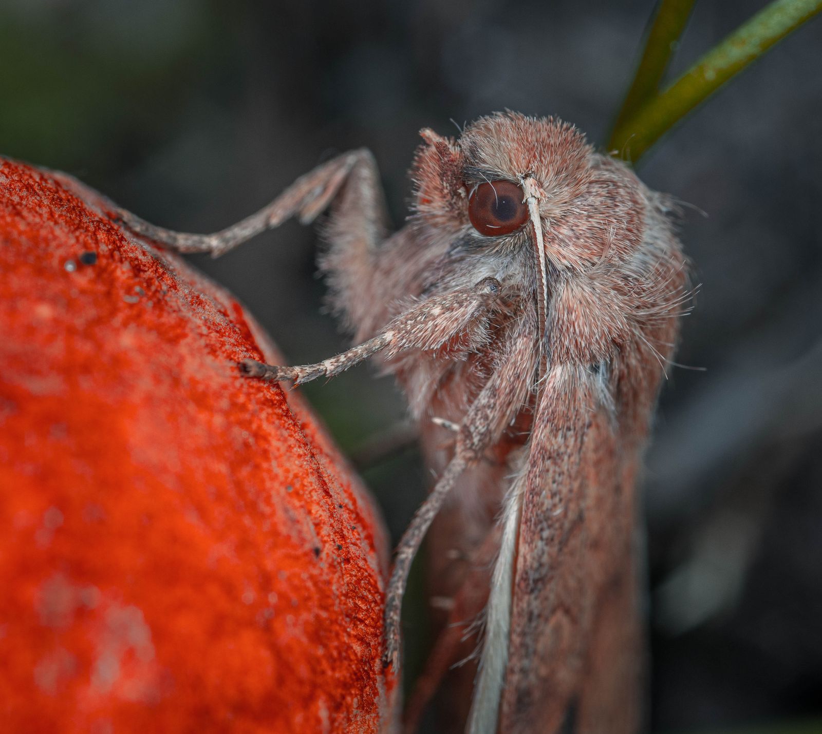 corn earworm moth