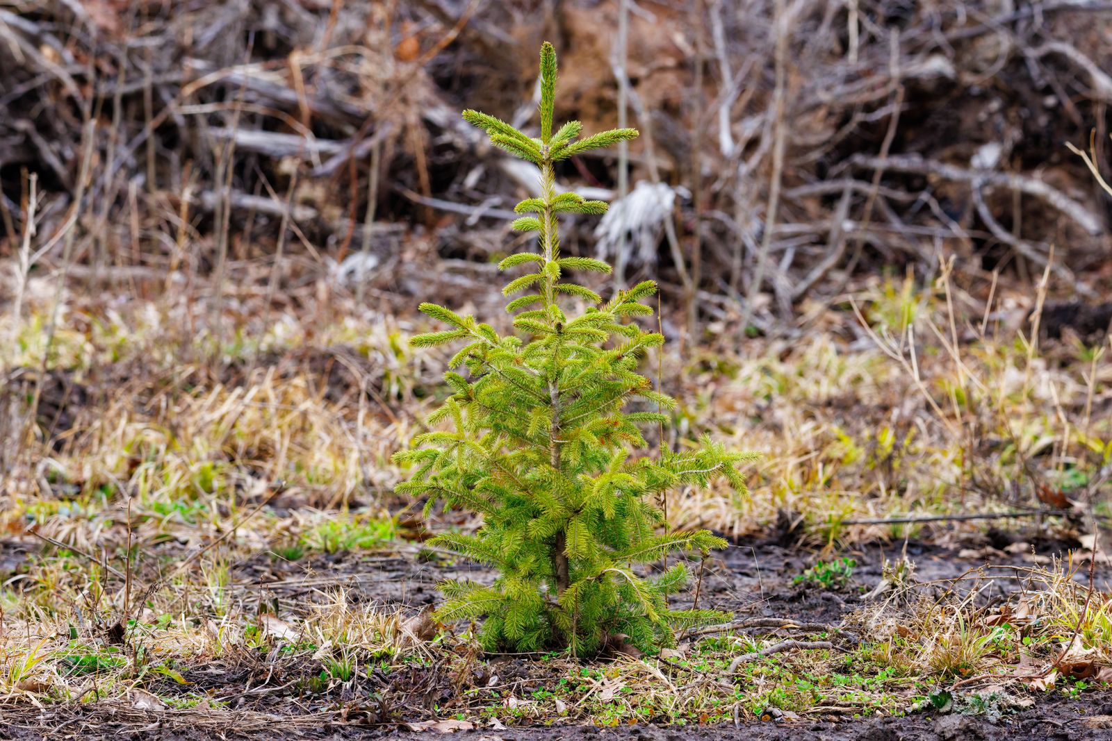 cottonwood seedlings in the Colorado River Delta