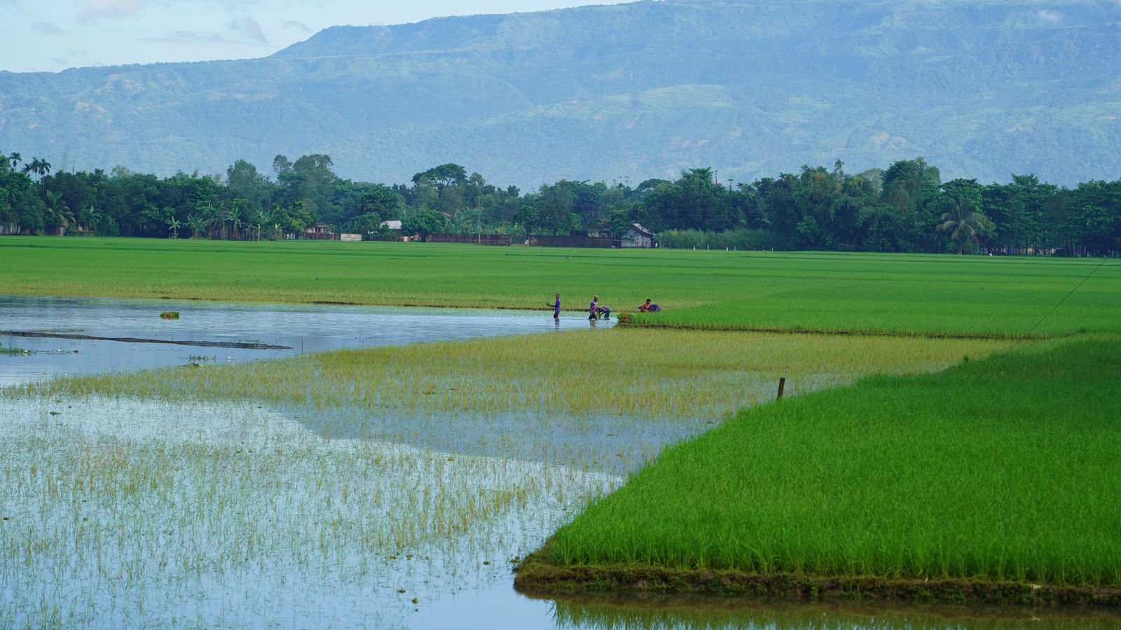 flooded rice field Yolo Bypass