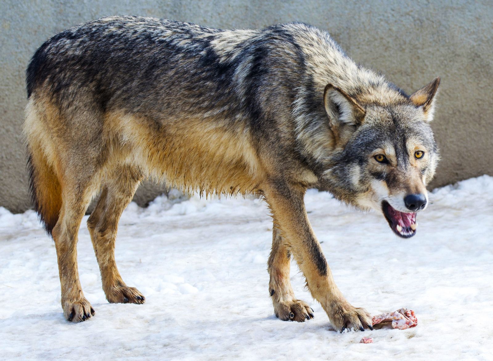gray wolf snow forest