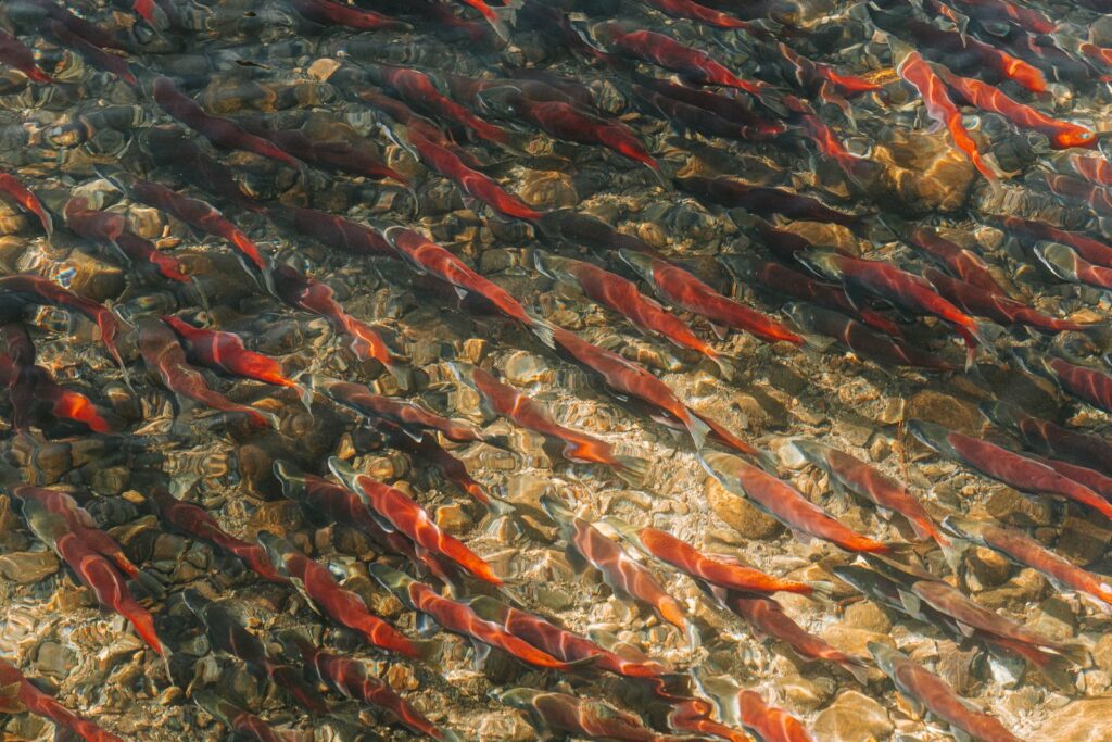 How did demolishing four aging dams on a river straddling the Oregon and California border in 2024 become the largest dam removal in US history, and what did biologists find swimming upstream within weeks?