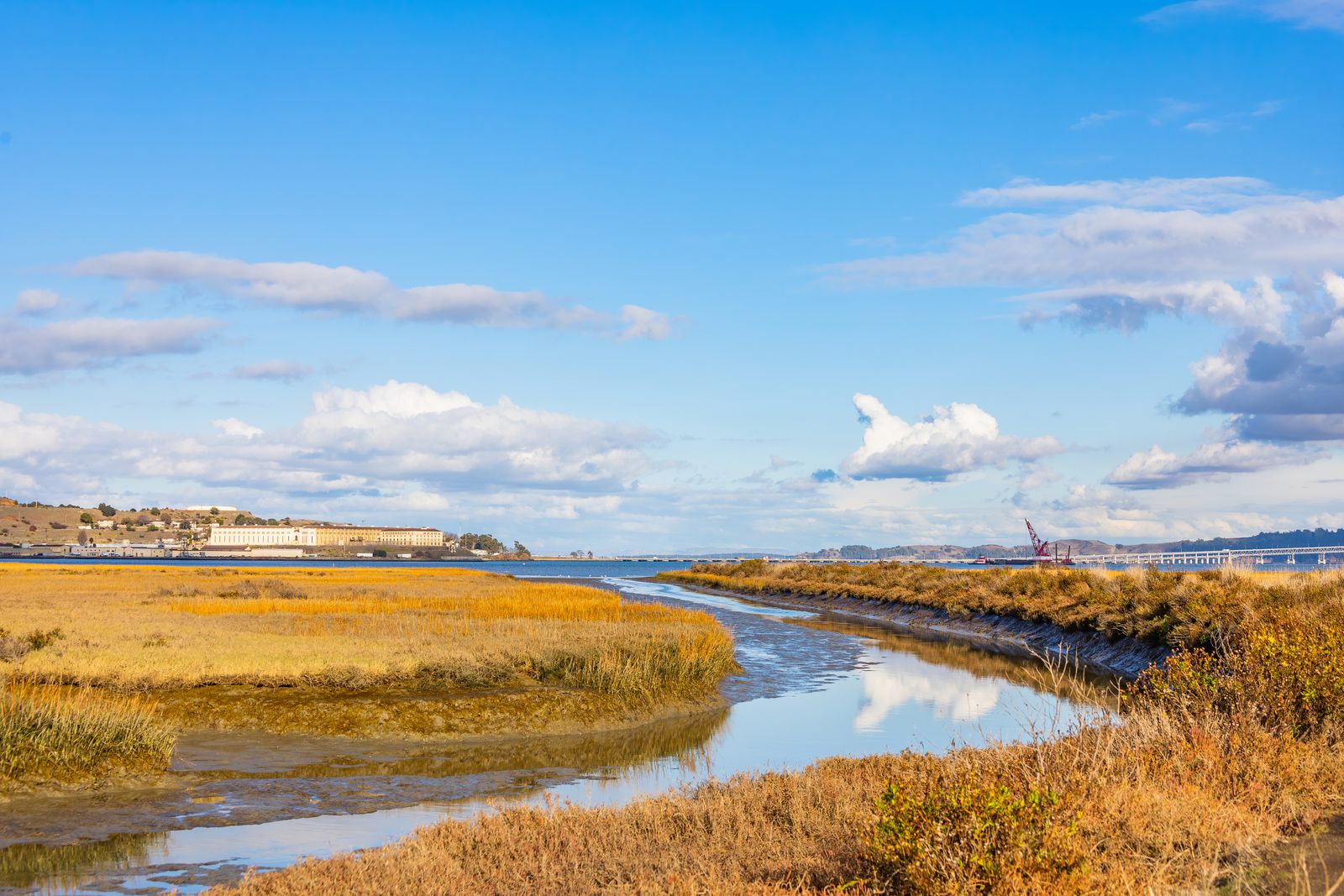 How does breaching a dike and removing a tide gate on a Pacific Northwest estuary let salt water back into diked pasture and bring juvenile salmon and sculpins into fields that had grown hay for decades?