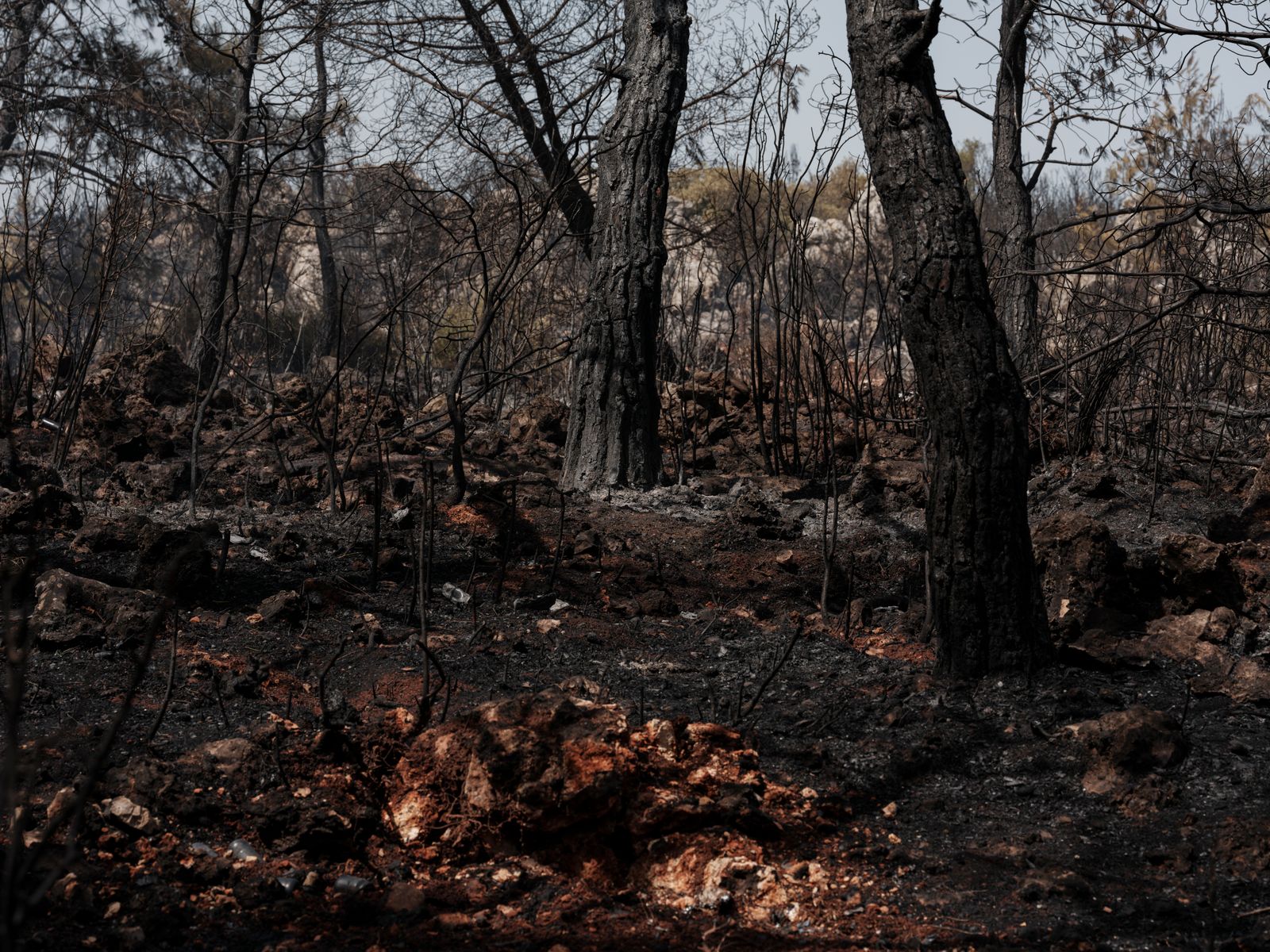 In 1988, fires burned 793,880 acres of Yellowstone, and ecologists who expected slower recovery instead watched lodgepole pine seedlings sprout from serotinous cones that had been sealed shut with resin waiting for exactly that heat