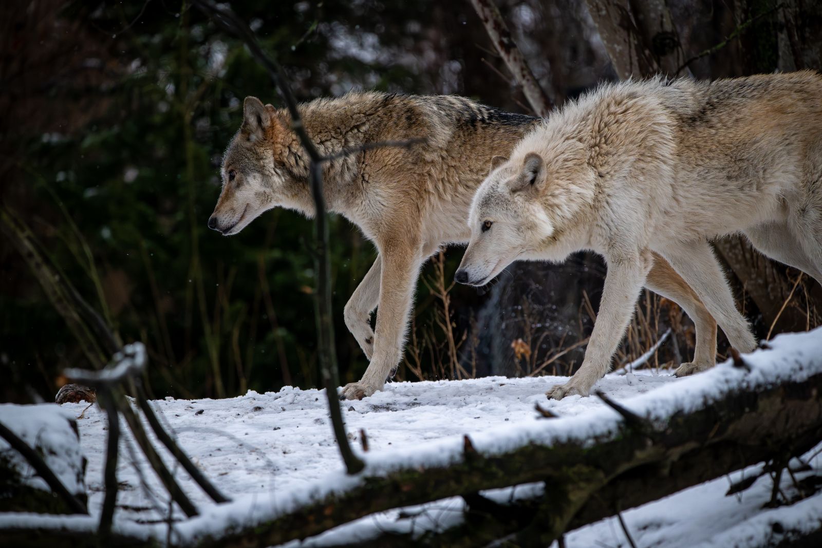 In 2011, a male wolf known as OR-7 walked from northeastern Oregon into California, becoming the first confirmed wild wolf in the state since 1924, and his descendants now form breeding packs in Siskiyou and Lassen counties more than a century after the species was extirpated