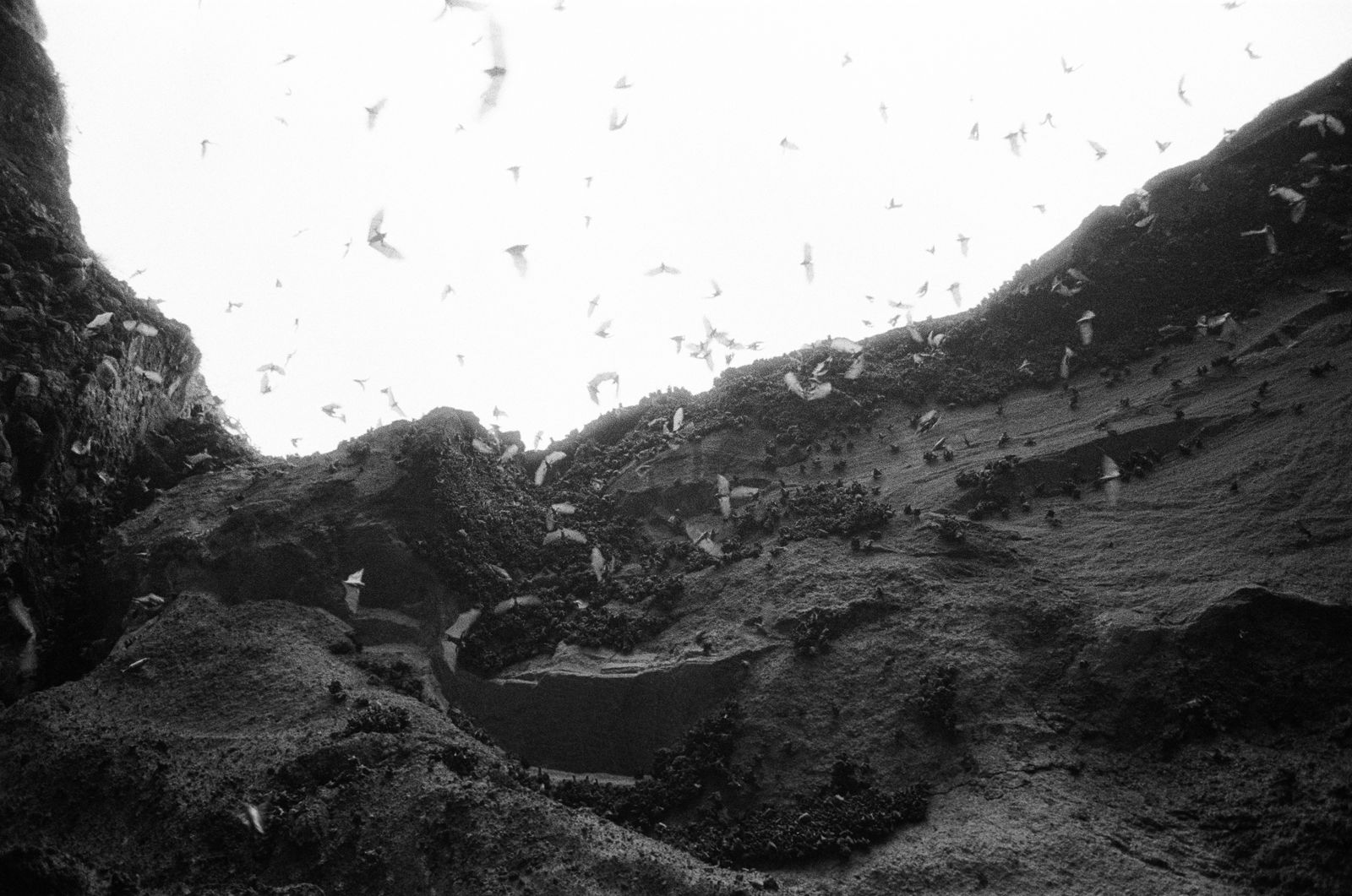 In New Mexico's Carlsbad Cavern, hundreds of thousands of Brazilian free-tailed bats spiral out each summer evening and eat about three tons of insects, mostly moths and beetles, while Texas colonies intercept corn earworm moths above cotton country