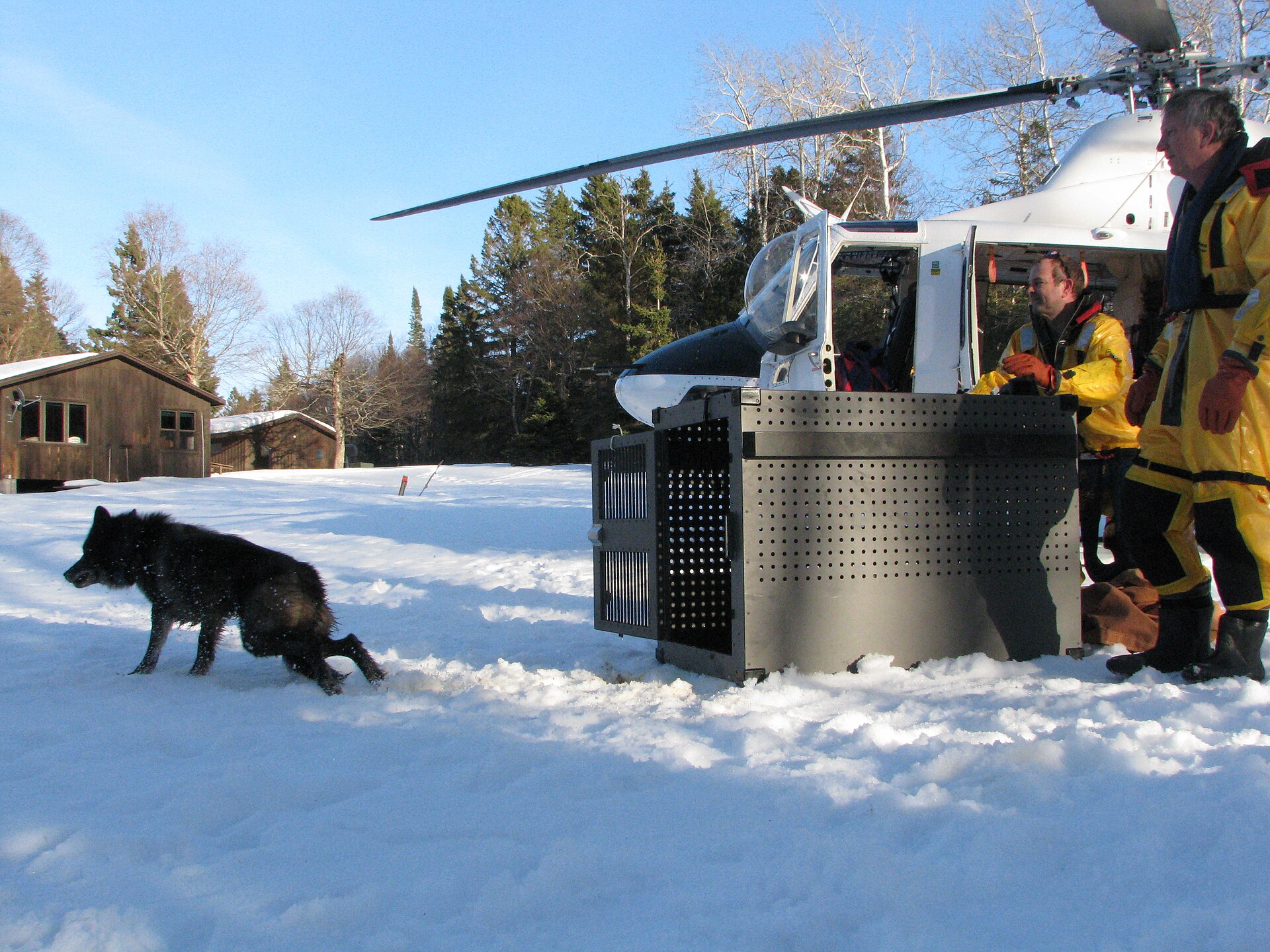 Ten wolves in the first winter, 27 by April 2023: Isle Royale's relocated population grew after 19 animals were brought to the Lake Superior island, and modelling now gives better than an 80% chance it persists 20 years