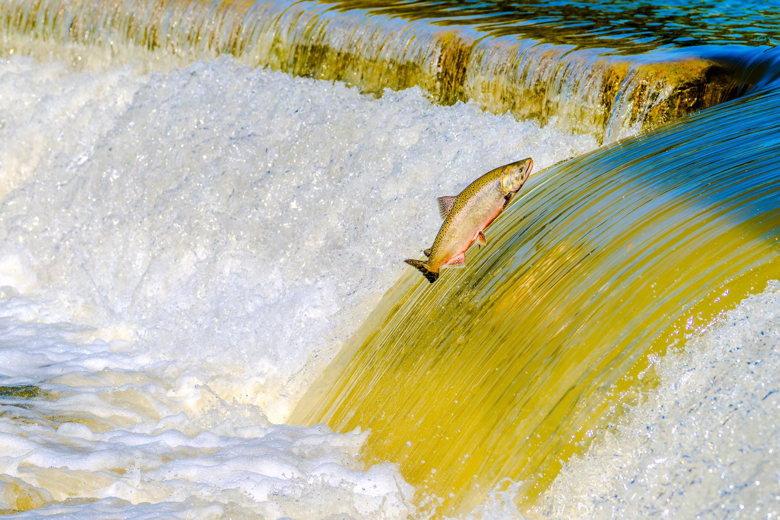 juvenile chinook salmon fry