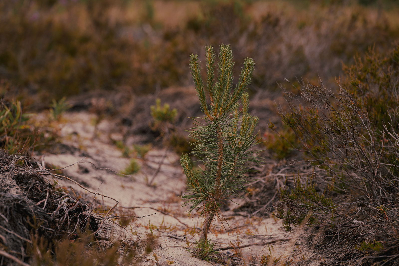 lodgepole pine seedlings ash