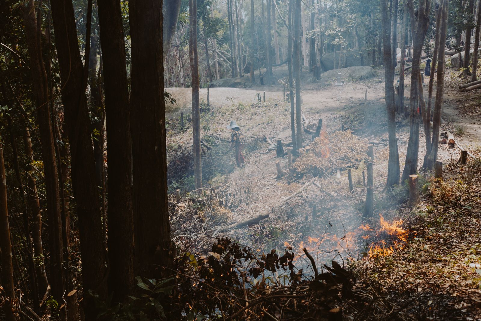 longleaf pine prescribed burn