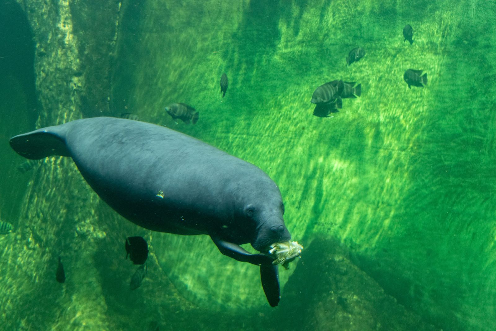 manatees huddled springs