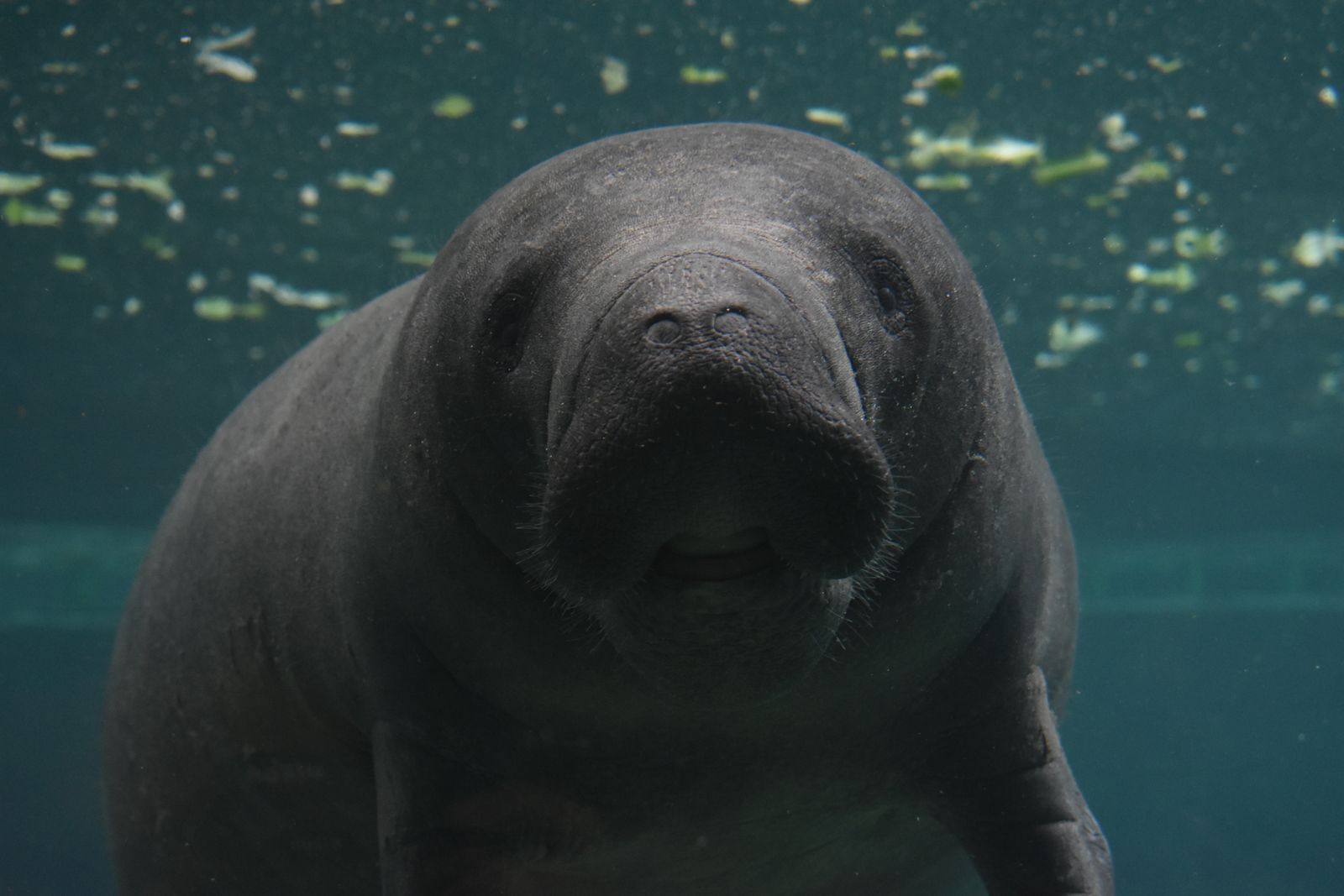 Manatees in Florida's Crystal River gather by the hundreds each winter around freshwater springs that stay at a constant 72 degrees Fahrenheit, a thermal refuge that protects them from potentially fatal cold stress when Gulf water falls below 68 degrees