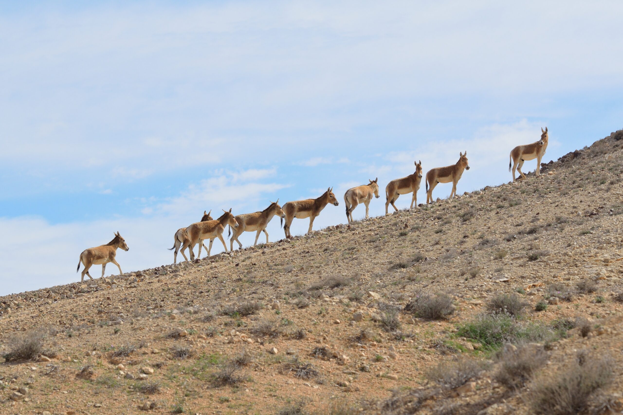 Beginning in 1982, 28 Asiatic wild asses were released into the Negev, with 10 more in 1992–93; the population took hold and now spreads acacia seeds through its dung