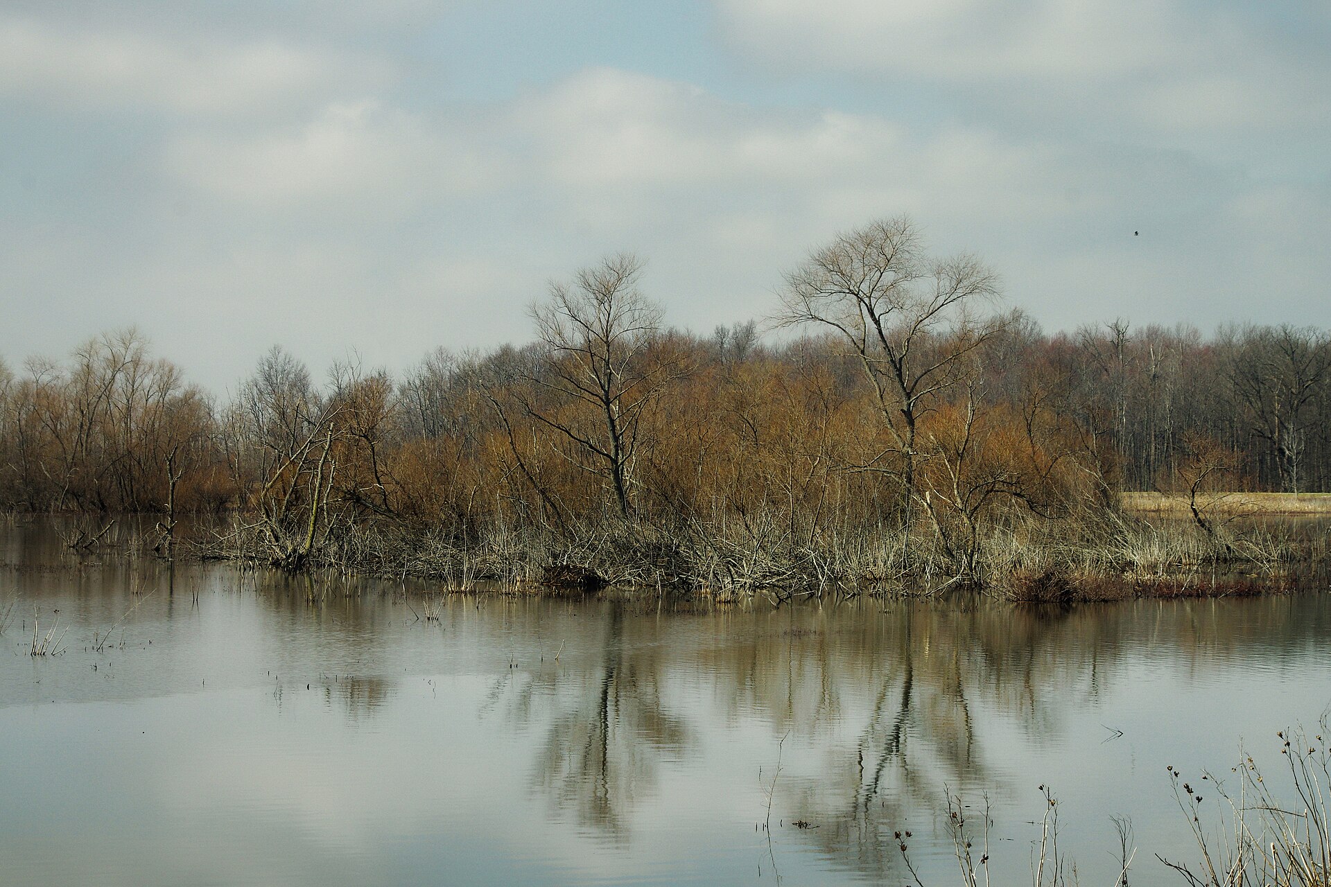 After a 25-acre Lake Erie wetland was reconnected, sonar logged about 3.44 million fish detections across 2,022 monitoring hours over four years, showing fish poured back into the restored habitat