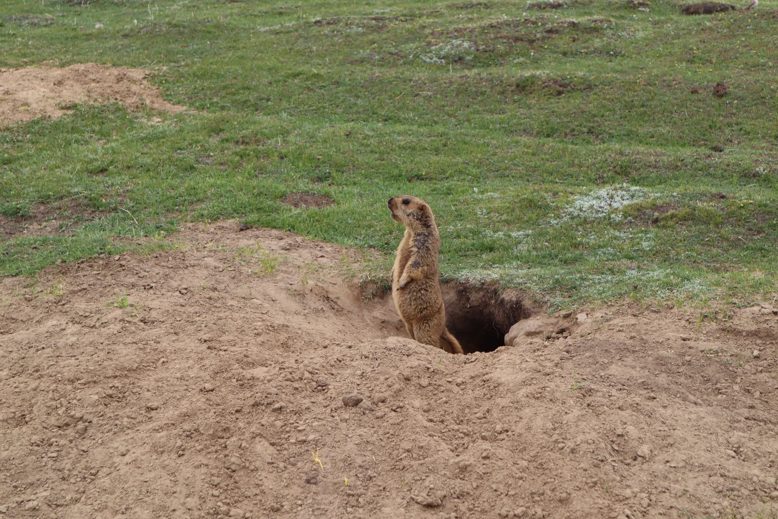 prairie dog colony Denver