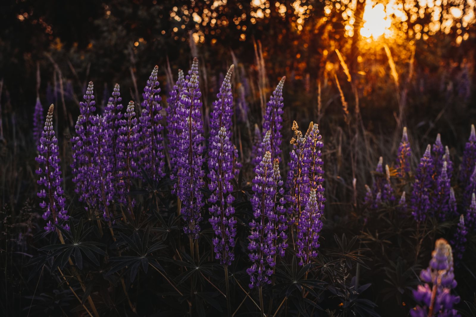 prairie lupine volcanic ash