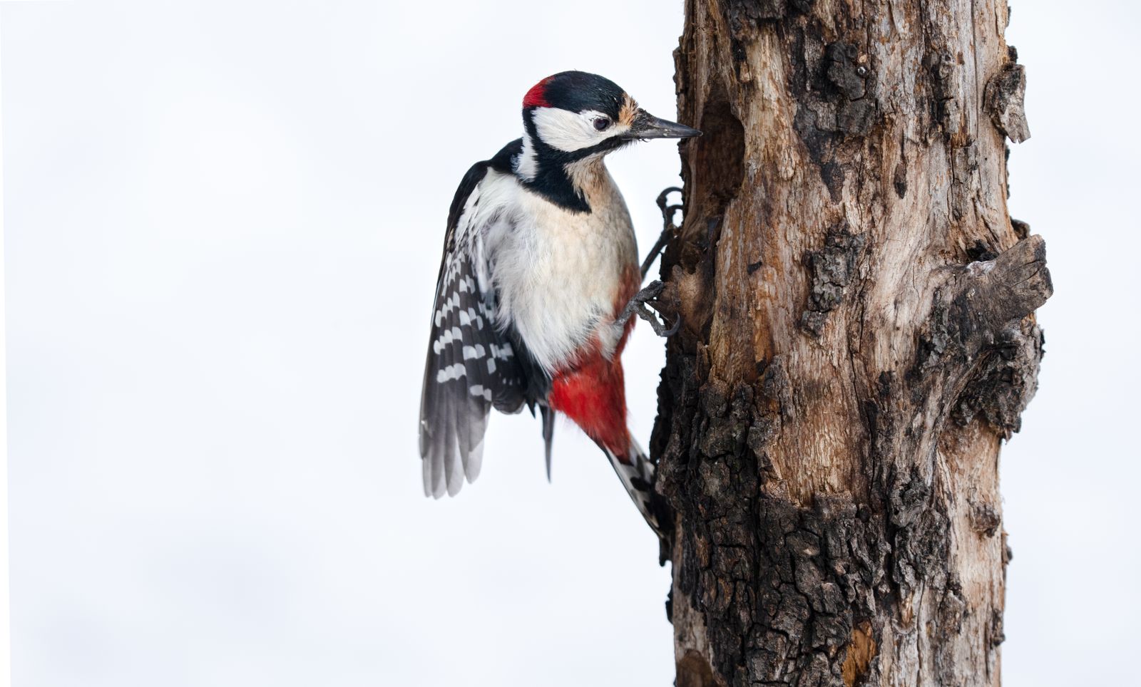 red-cockaded woodpecker pine