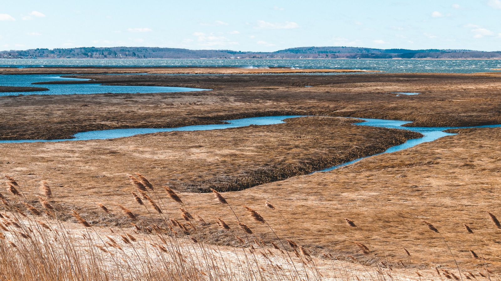 salt marsh restoration