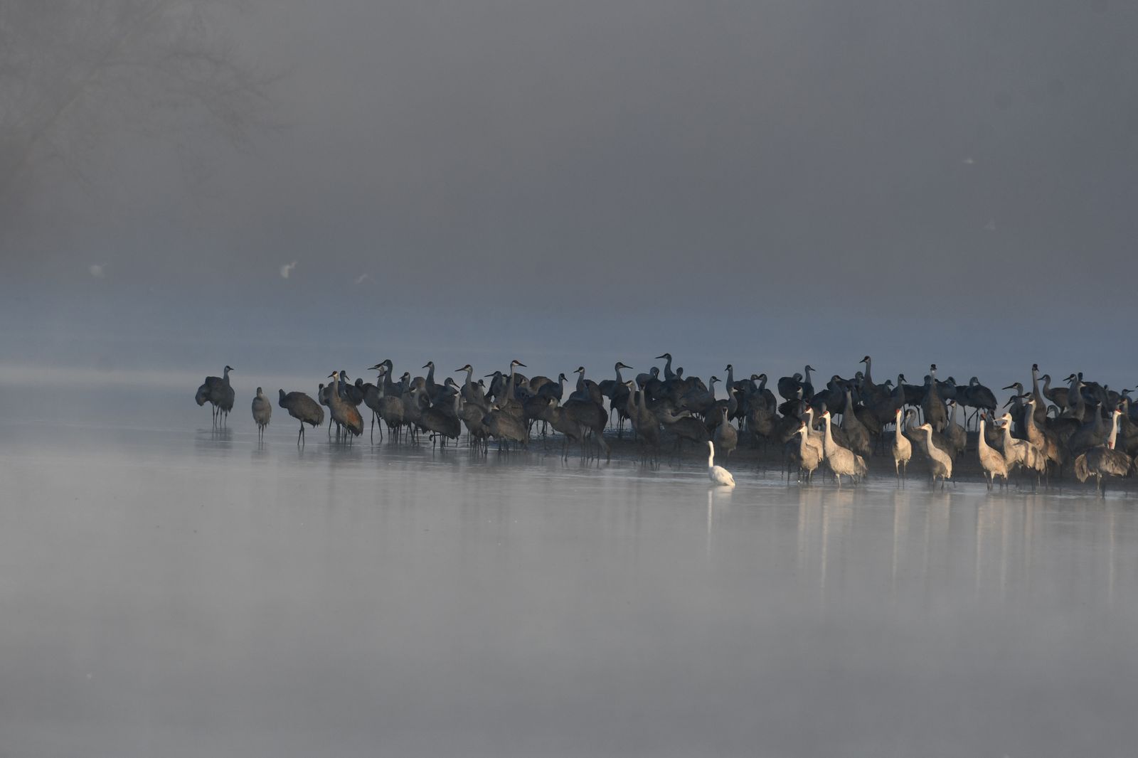 Sandhill cranes stage on Nebraska's Platte River each March in flocks approaching 1 million birds, roosting shoulder to shoulder on shallow sandbars the river only maintains because upstream irrigation withdrawals stop short of erasing its braided channel