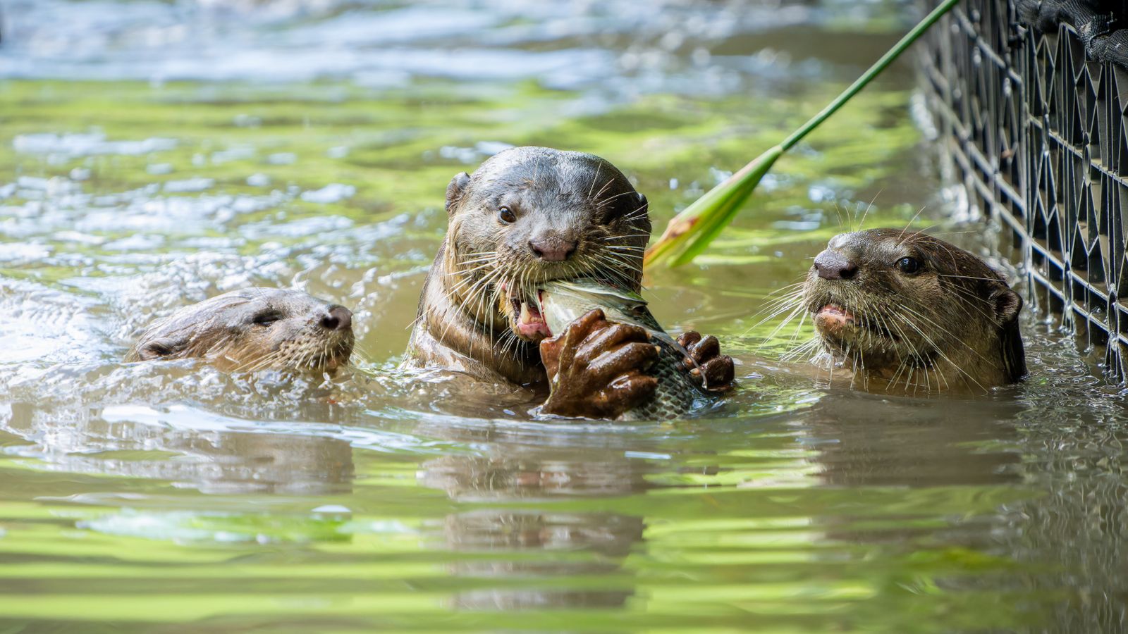 sea otter cracking shell