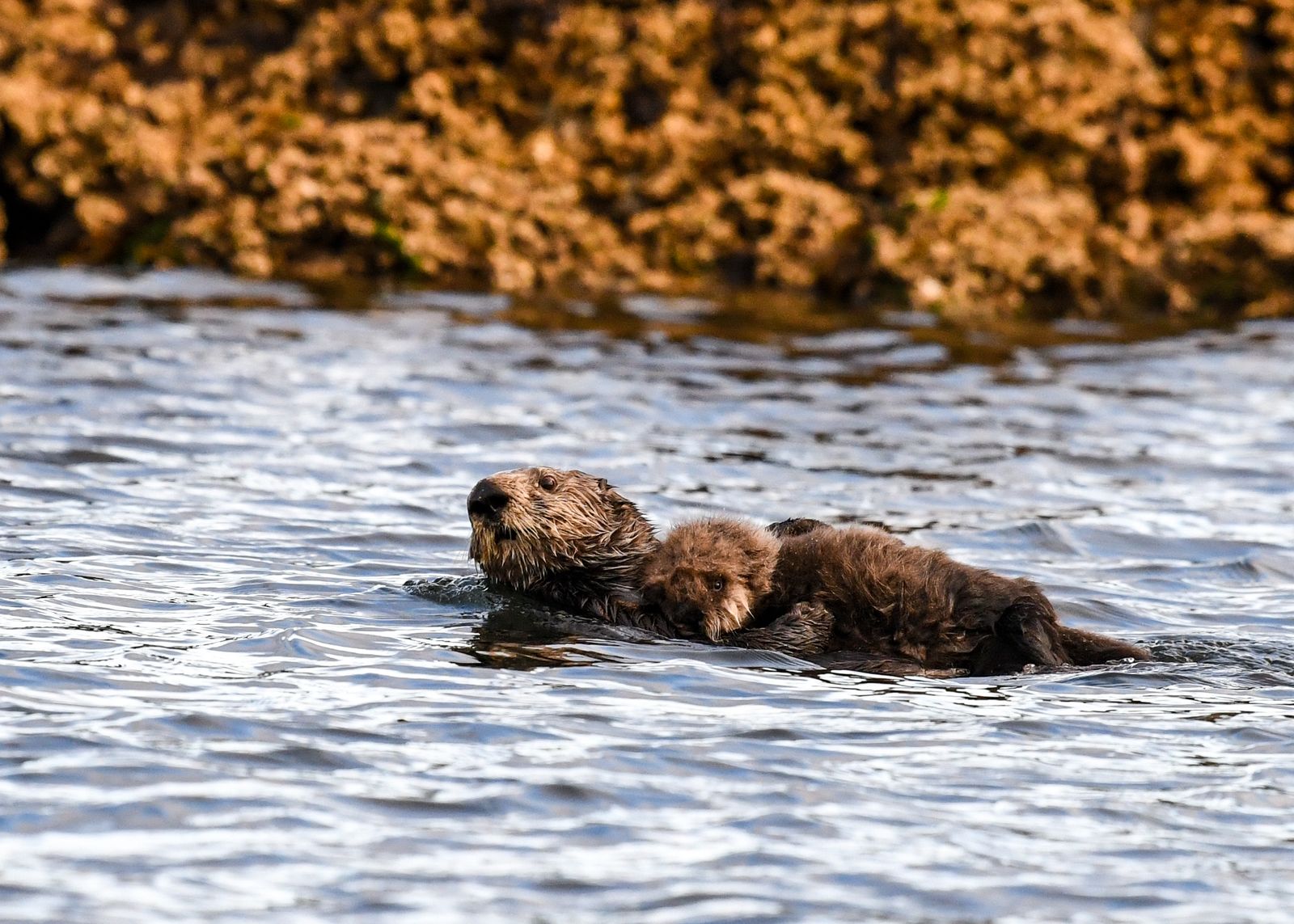 sea otter mother pup