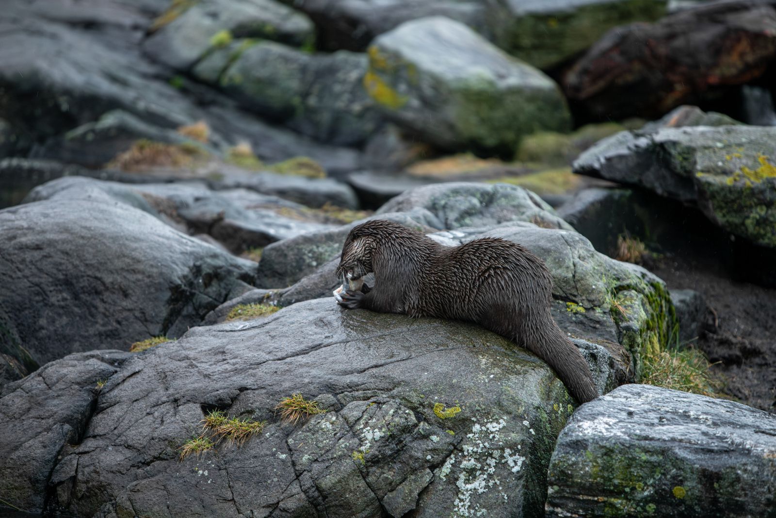 Sea otters along California's central coast that habitually use rocks to crack open snails and mussels show measurably less tooth damage than otters that bite prey directly, a difference biologists documented across years of tracking 196 radio-tagged animals at Monterey Bay and four other sites