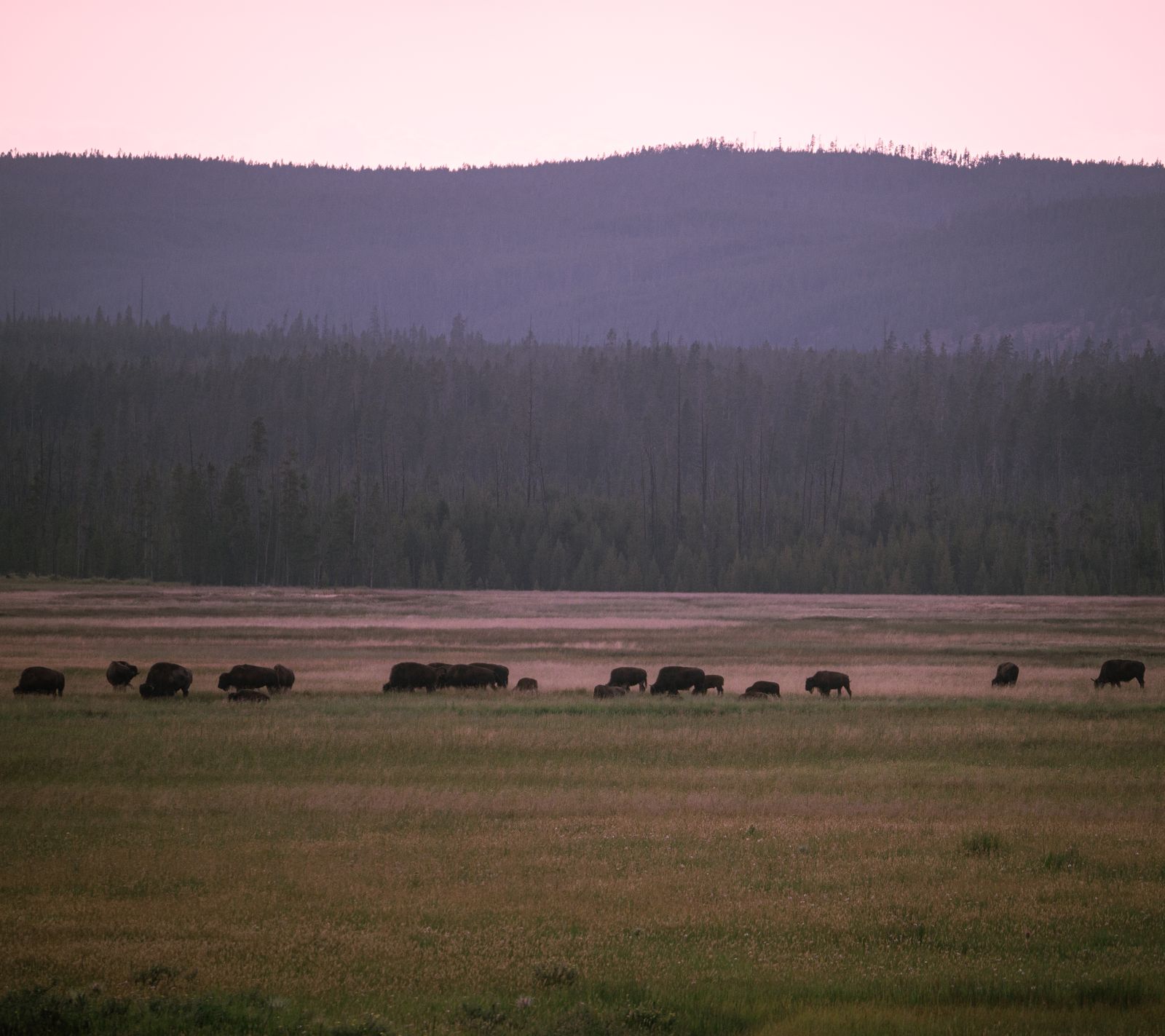 The Rocky Mountain Arsenal outside Denver manufactured nerve agents and pesticides for four decades, and after a Superfund cleanup the 15,000-acre site became a National Wildlife Refuge now hosting bison, bald eagles, and one of the largest urban prairie dog colonies in the country