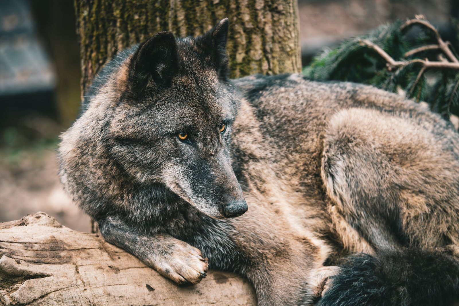 trail camera wolf pups