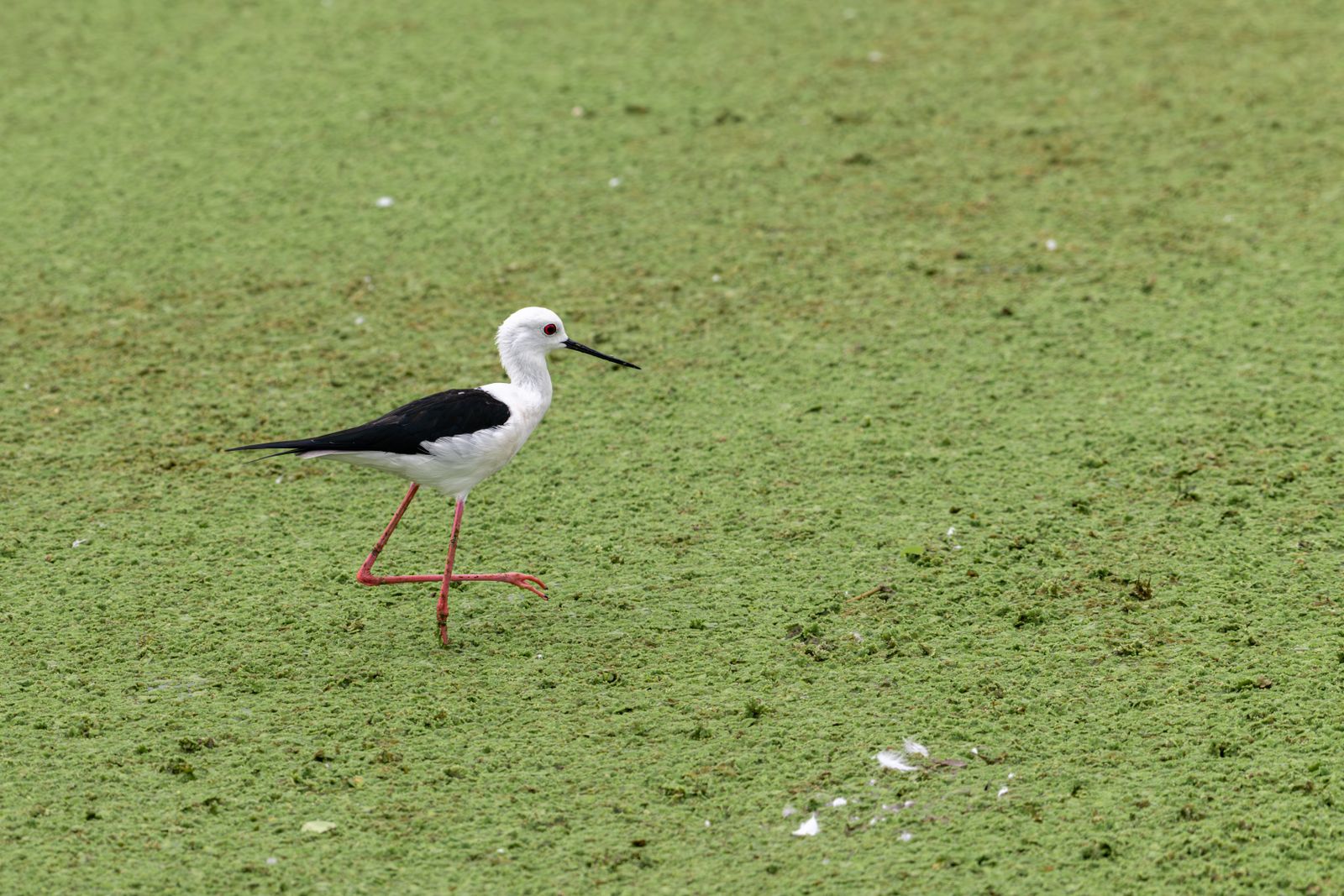 wading birds shallow pond