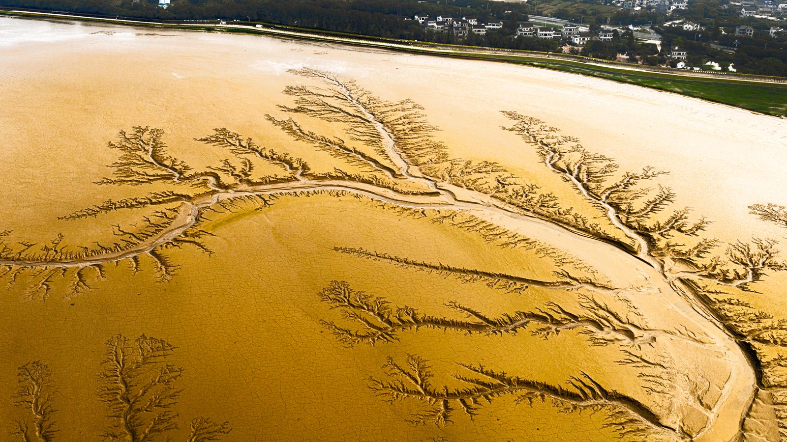 Why did a Southwestern desert river that had usually run dry below the U.S.-Mexico border for decades briefly reach the sea again in 2014, and what did biologists find growing in the wetted corridor by season's end?