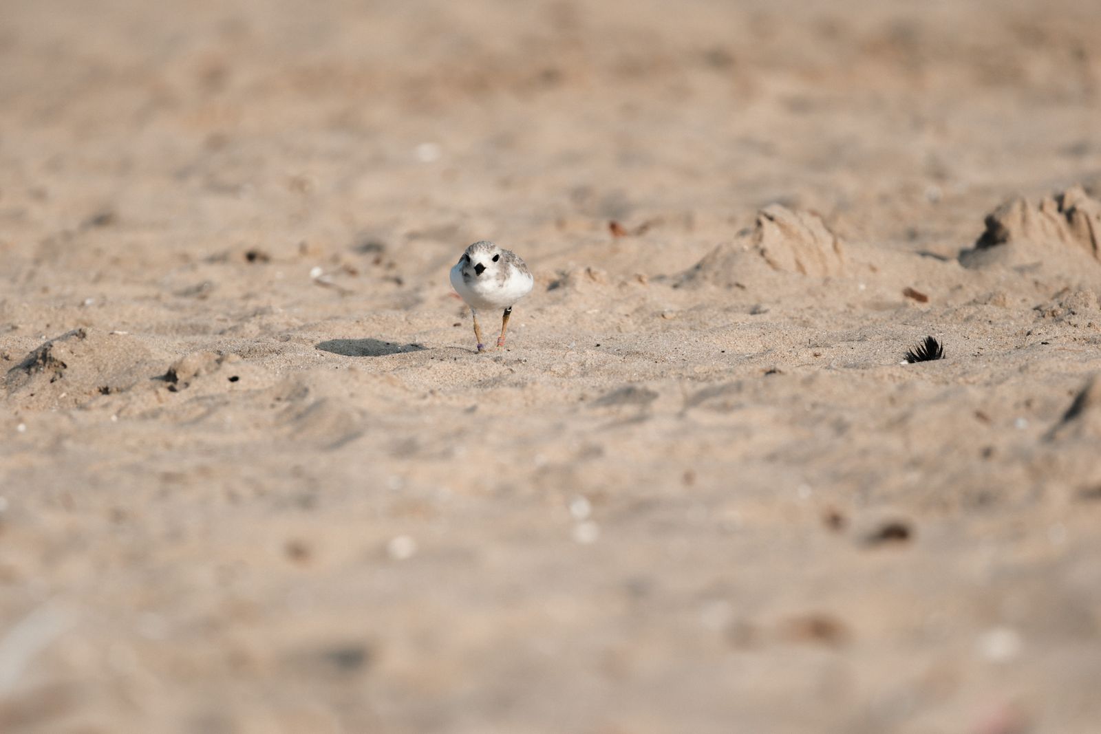 Why did closing a Cold War-era Air Force base on the shore of a Great Lakes peninsula in the 1990s trigger the return of nesting piping plovers to beaches that