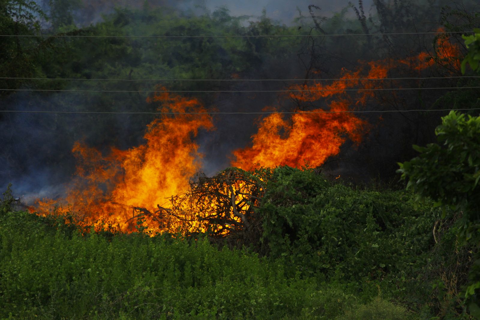 Why did the US Air Force designate a 106,000-acre live-fire training reservation in the southeastern Coastal Plain as a national stronghold for the red-cockaded woodpecker, and why does controlled artillery use appear to help the bird recover?