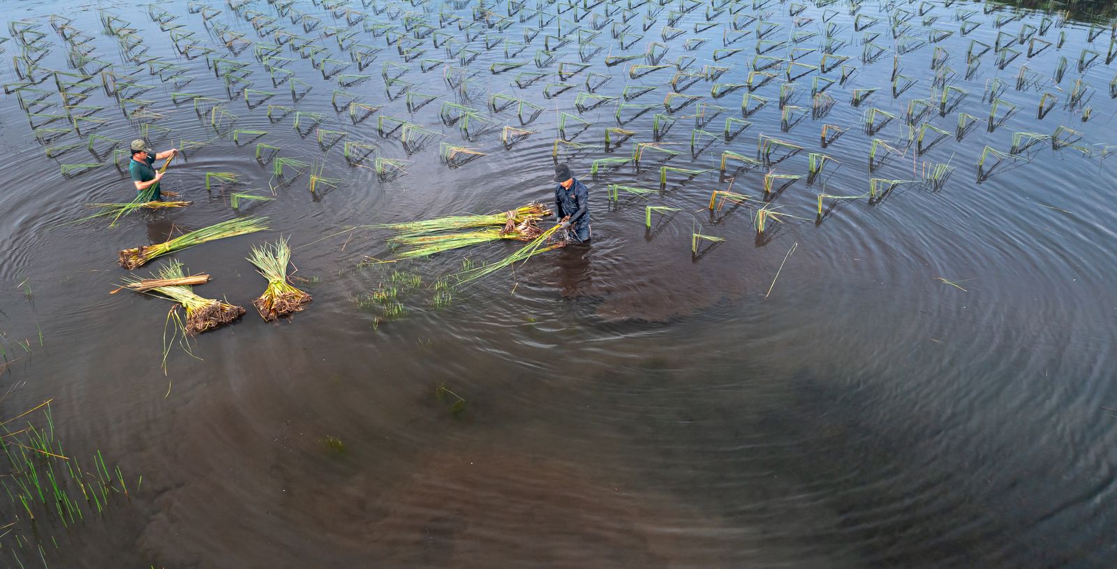 Why does breaching a single earthen levee along a Central Valley river reconnect juvenile salmon to floodplain rice fields where they grow up to five times faster than fish stuck in the main channel?